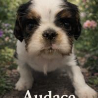 Magnifique chiots king charles #3