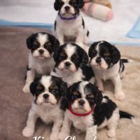 Magnifique chiots king charles #0