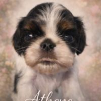 Magnifique chiots king charles #6