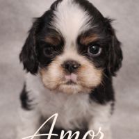 Magnifique chiots king charles #7