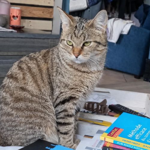 Chataigne, adorable chaton à l'adoption