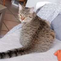 Chataigne, adorable chaton à l'adoption #3