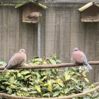 Colombe naine de birmanie #1