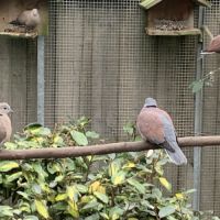 Colombe naine de birmanie