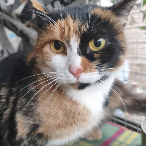 Prada se trouve dans un refuge en ukraine #1