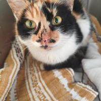 Prada se trouve dans un refuge en ukraine