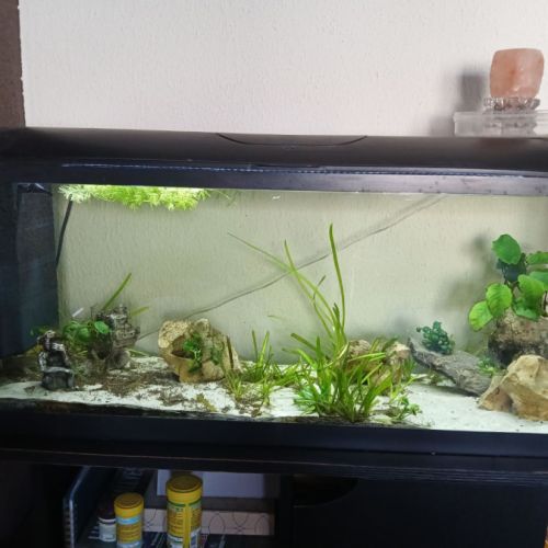 Cichlidés jaune avec aquarium