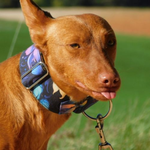 Promisse, adorable petite podenca de 2 ans #0