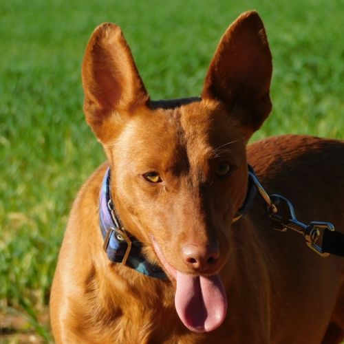 Promisse, adorable petite podenca de 2 ans #3