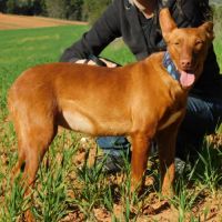 Promisse, adorable petite podenca de 2 ans #5