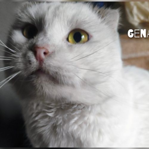 Gena se trouve dans un refuge en ukraine #2