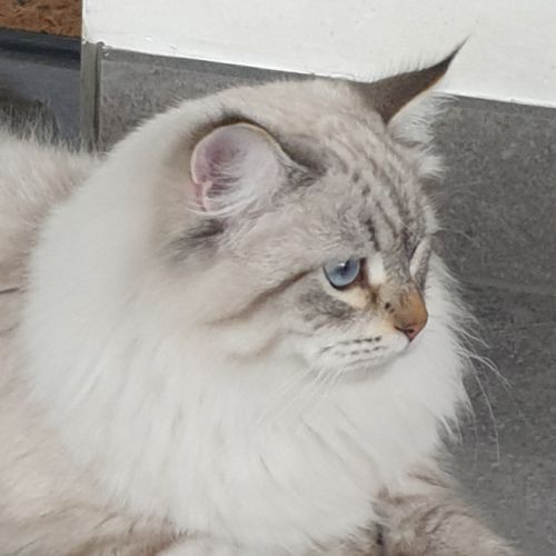 Mâle sibérien disponible pour saillie #1