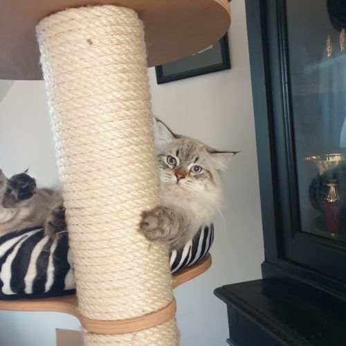 Mâle sibérien disponible pour saillie #3