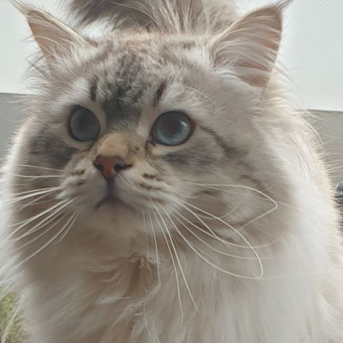 Mâle sibérien disponible pour saillie #5