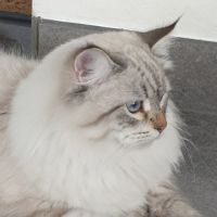 Mâle sibérien disponible pour saillie #1