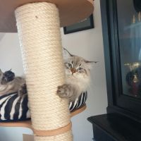 Mâle sibérien disponible pour saillie #3