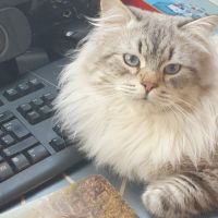 Mâle sibérien disponible pour saillie #4