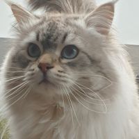 Mâle sibérien disponible pour saillie #5