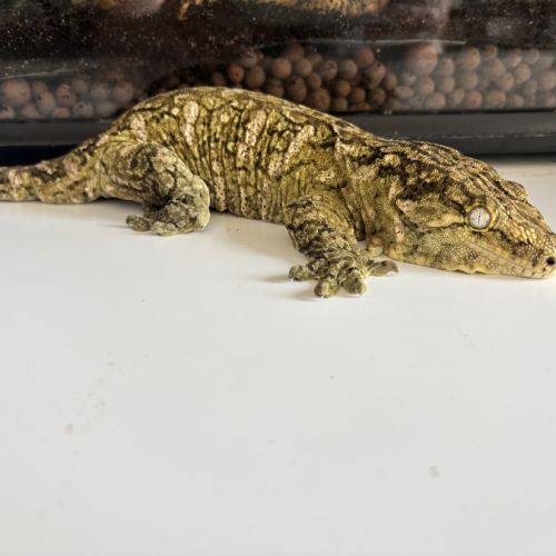 Gecko leachianus mont koghi #0