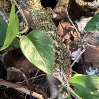 Gecko leachianus mont koghi