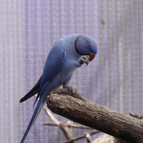 Perruche à collier #2