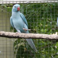 Perruche à collier #0