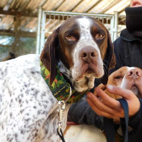 Azor, merveilleux braque à adopter ! #4