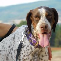 Azor, merveilleux braque à adopter !