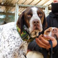 Azor, merveilleux braque à adopter ! #4