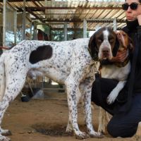 Azor, merveilleux braque à adopter ! #5