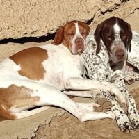 Azor, merveilleux braque à adopter ! #6