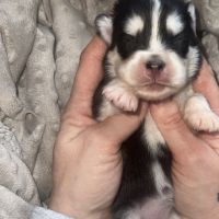 Chiot pomsky a réserver
