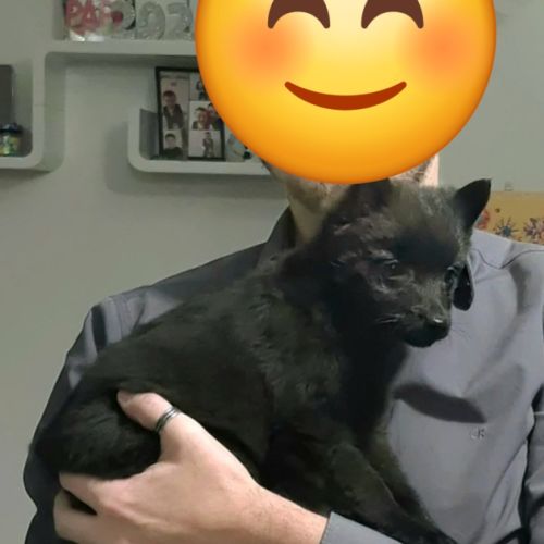 Chiot schipperke femelle 3 mois #2