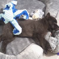 Chiot schipperke femelle 3 mois #0