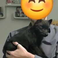 Chiot schipperke femelle 3 mois #2