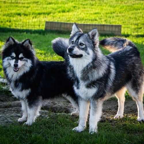 Pomsky 8 mois