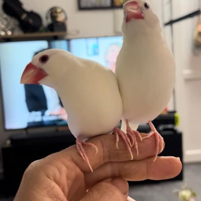 Bébé padda de java #3