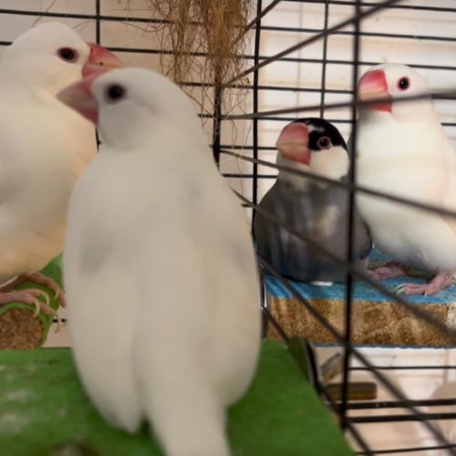 Bébé padda de java #4