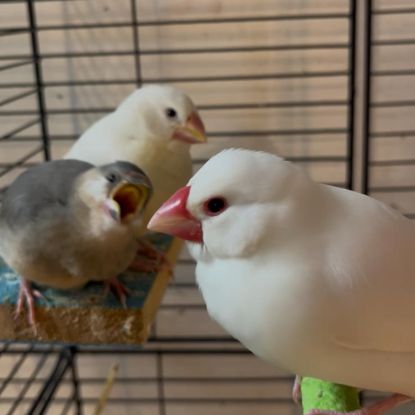 Bébé padda de java