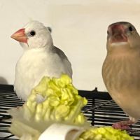 Bébé padda de java #1