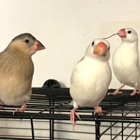 Bébé padda de java #2