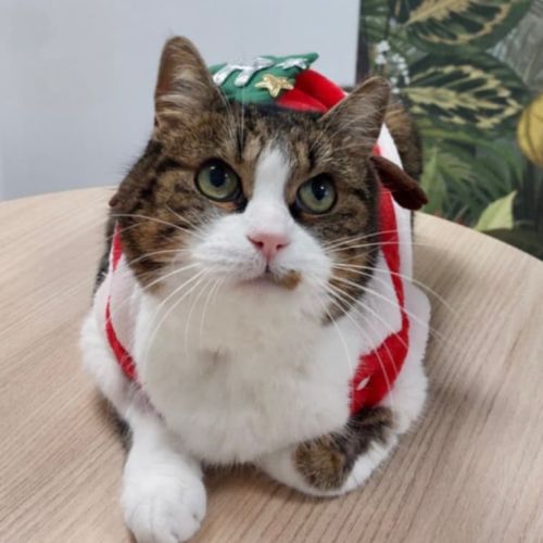 Marjolaine, adorable minette à l'adoption #1