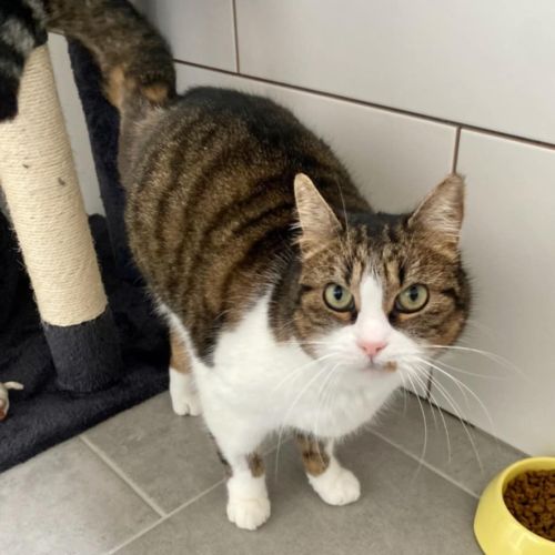 Marjolaine, adorable minette à l'adoption #2