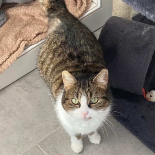 Marjolaine, adorable minette à l'adoption #3