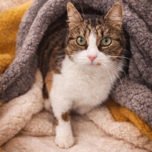 Marjolaine, adorable minette à l'adoption