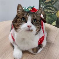 Marjolaine, adorable minette à l'adoption #1