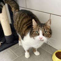 Marjolaine, adorable minette à l'adoption #2