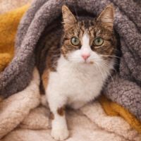 Marjolaine, adorable minette à l'adoption #5