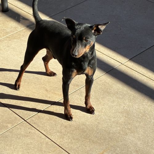 Saillie pinscher nain #0