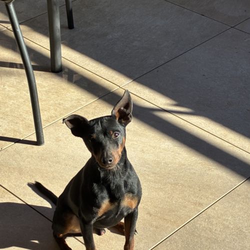 Saillie pinscher nain #2